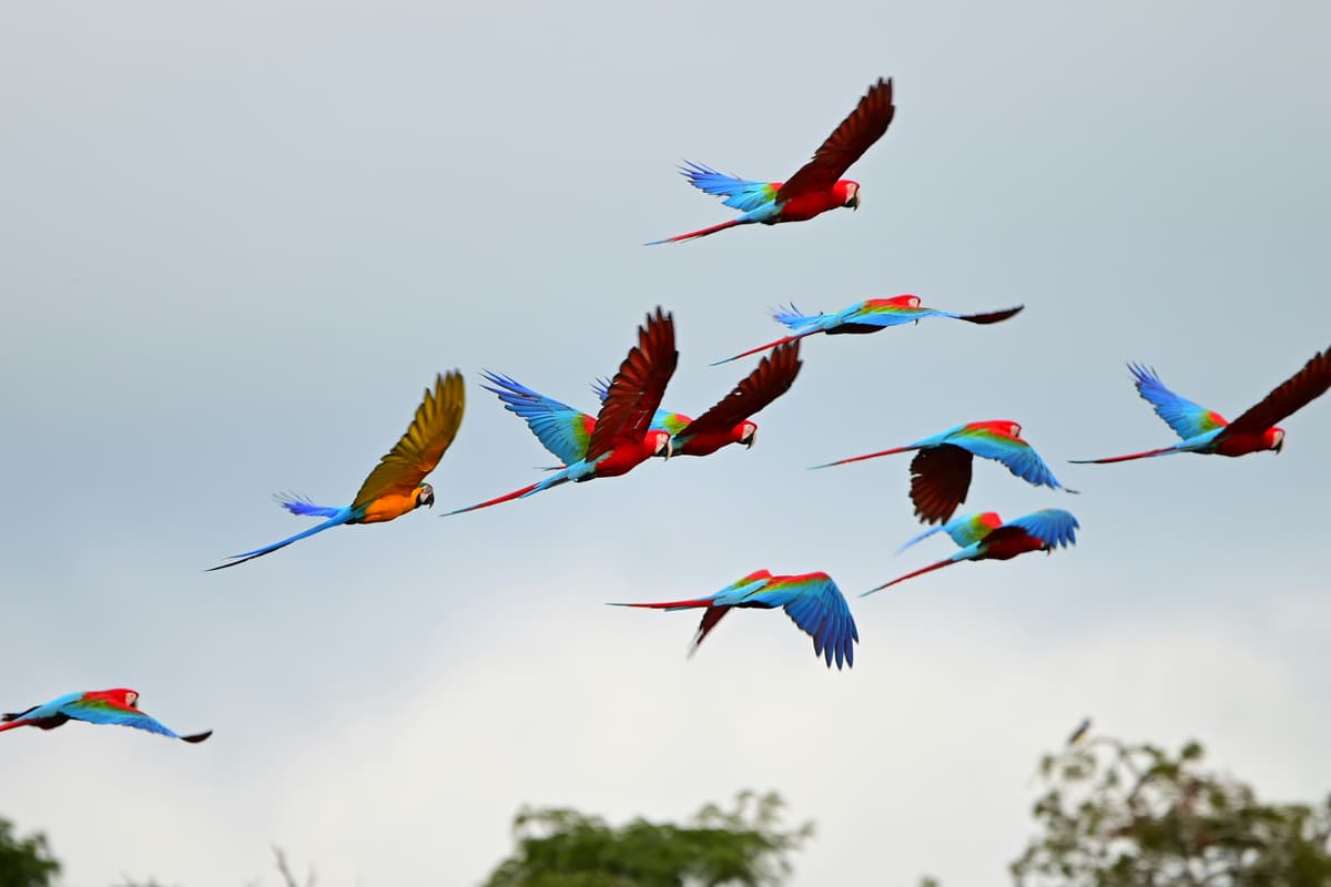 Watch the birds in their little worlds
