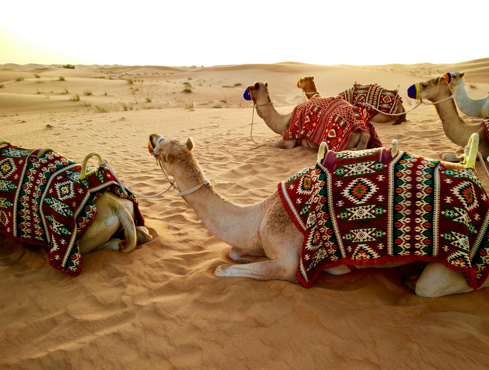 Al Marmoom Desert