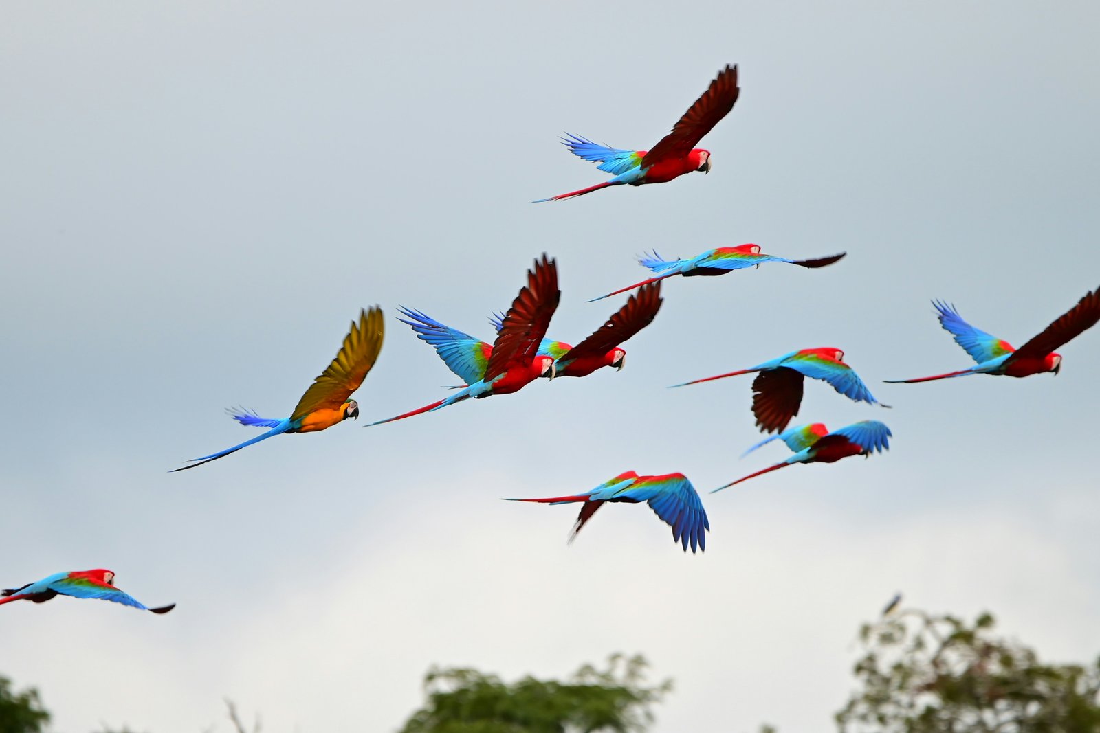 Birding Tours